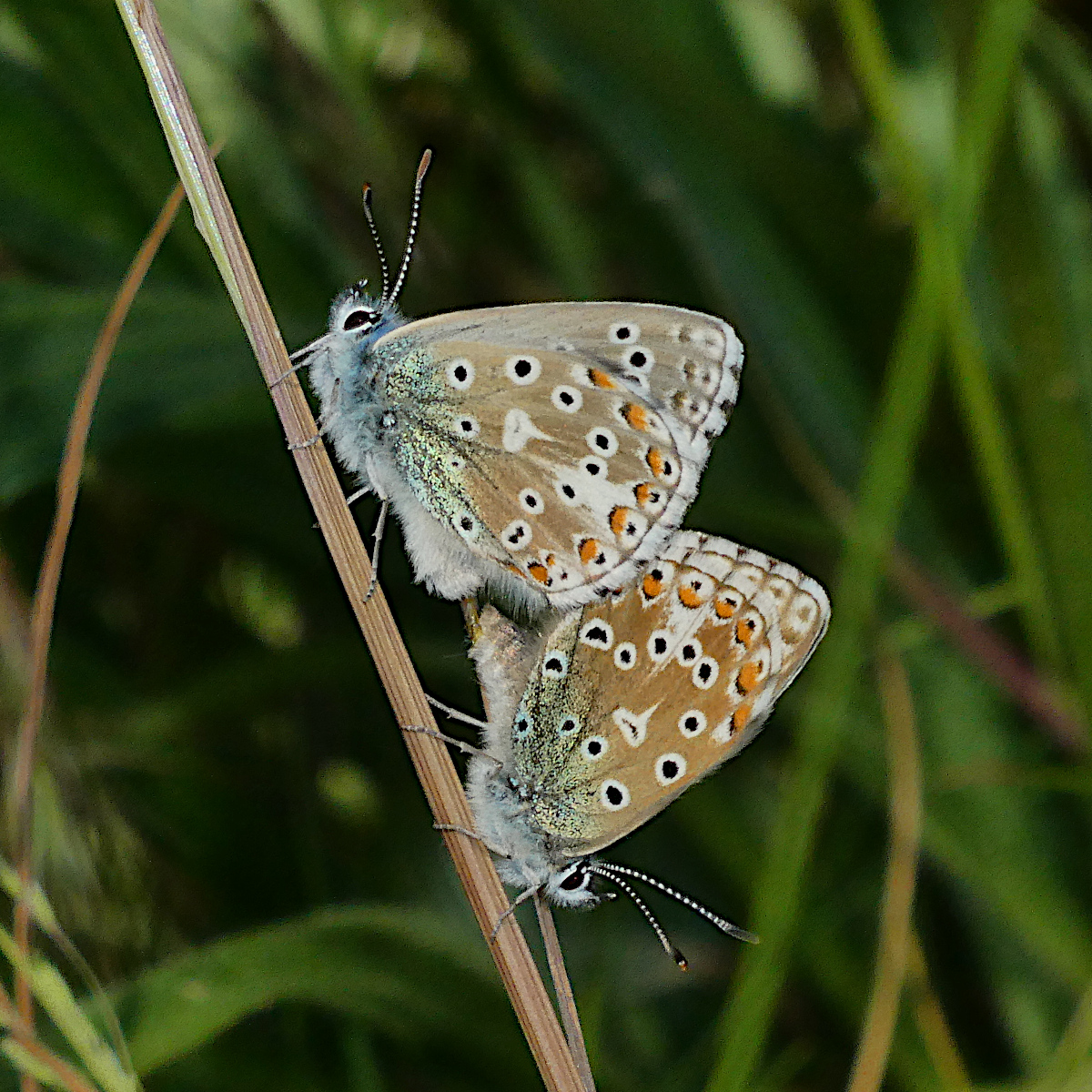 Adonis Blue pair Therfield Heath 8 Jun